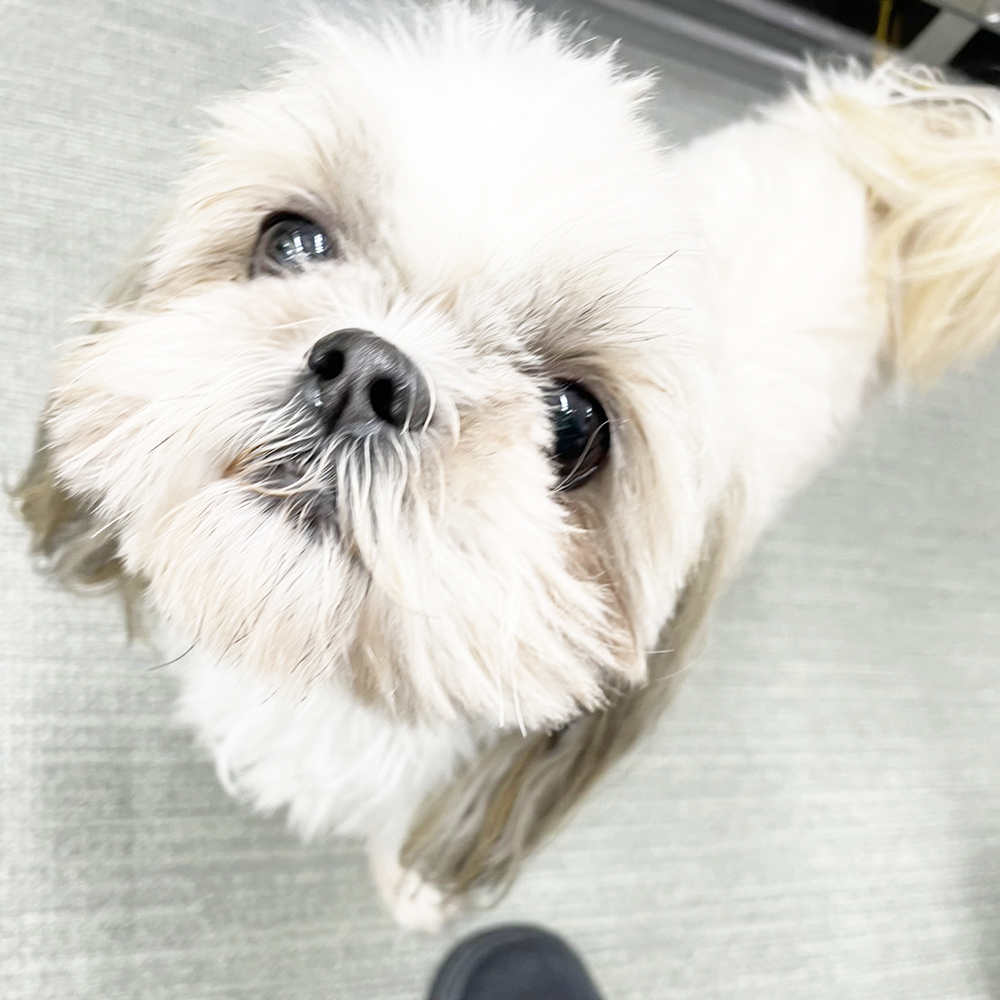 生徒が撮影したモデル犬写真①